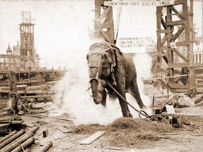 poor-topsy-elephant.jpg