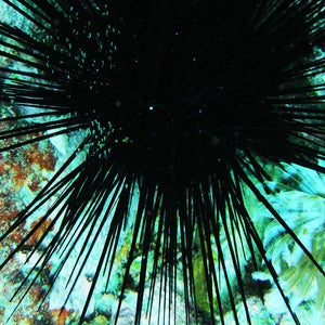 Disruptive Thinkers: Product Launch and Go to Market Strategies image